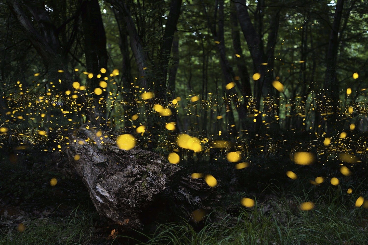 Dance with Fireflies