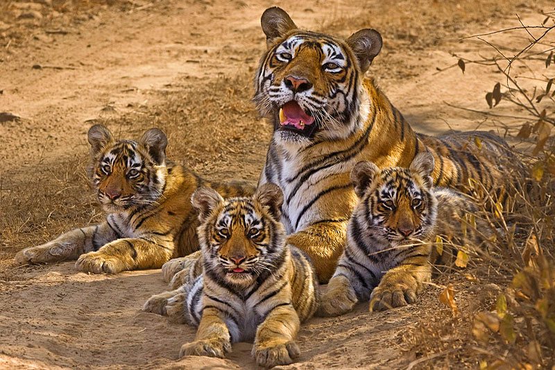 Machali-with-her-cubs