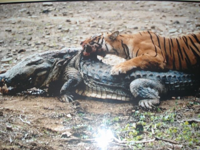 Machli crocodile_kill