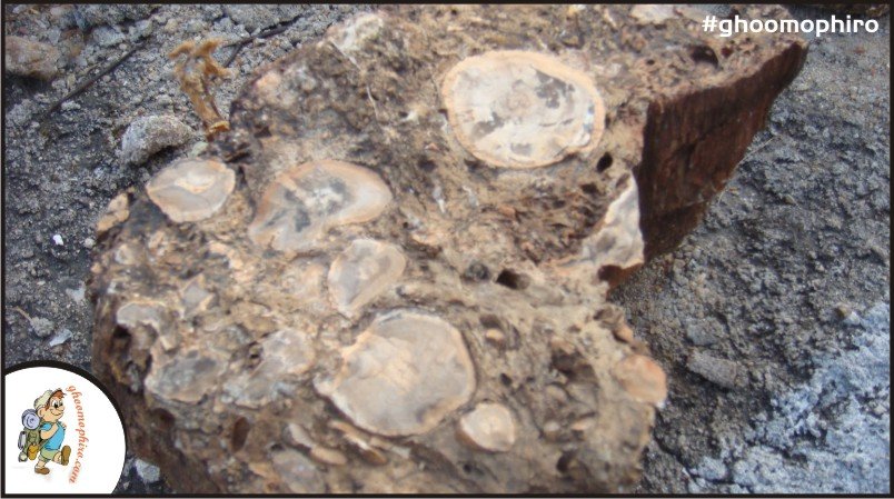 fossil-embedded-in-rocks