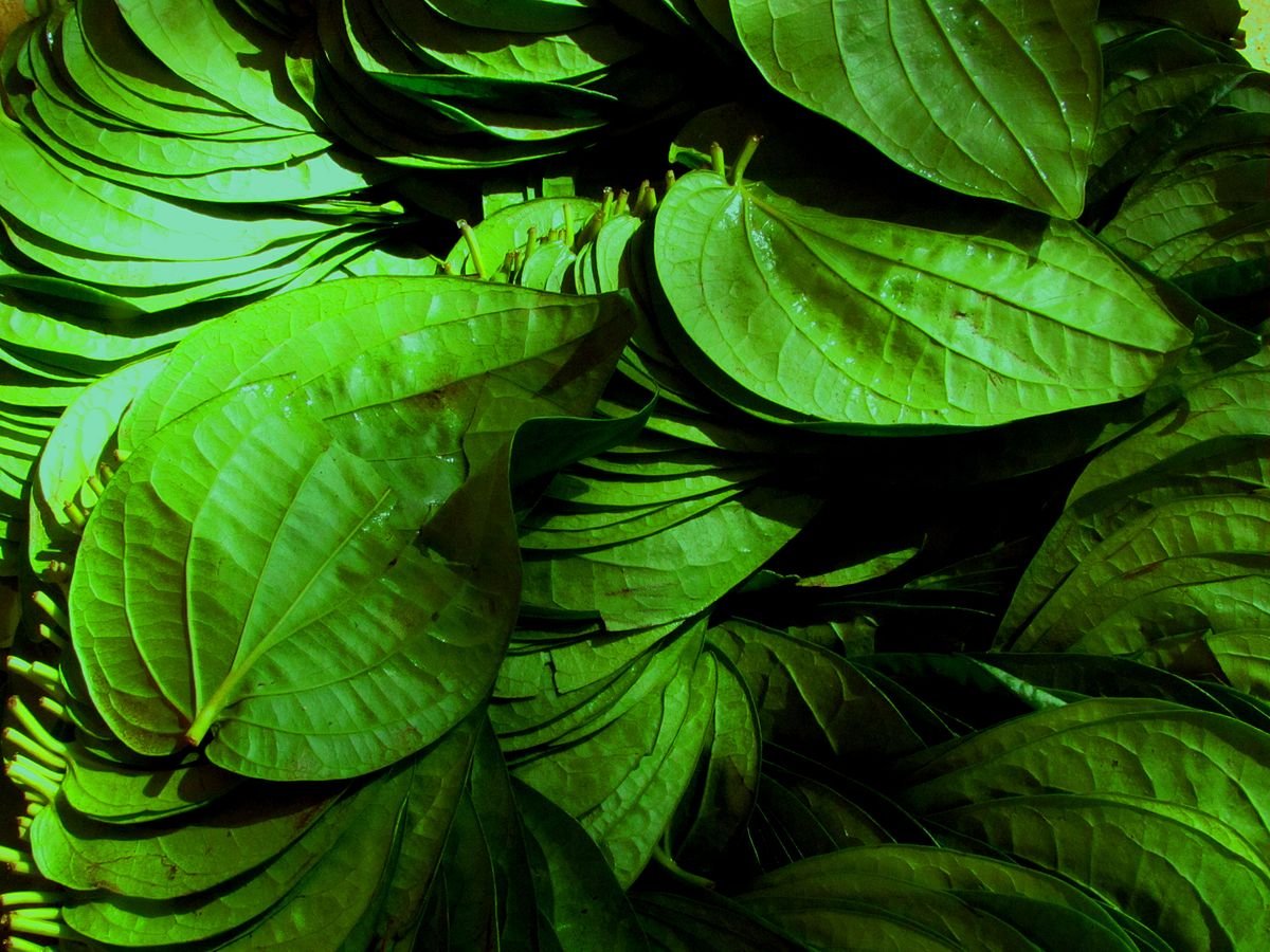 Mysore betel leaves